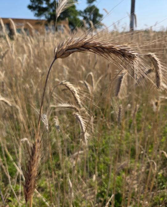 Cereal rye grain head black mold.png